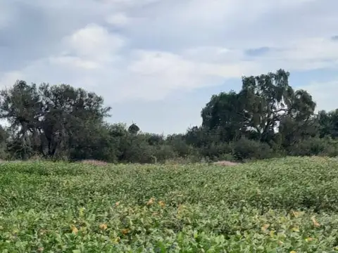 VENTA CAMPO MIXTO LAS ARRIAS Ruta Provincial 16 Km 129 S/N
