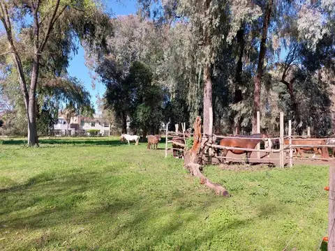 Los Sabinos