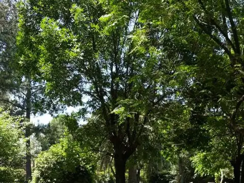 Terreno en Venta de 250,0 m2