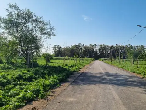 Arbolada de Longchamps. B° Parque. Espora esq Zeballos