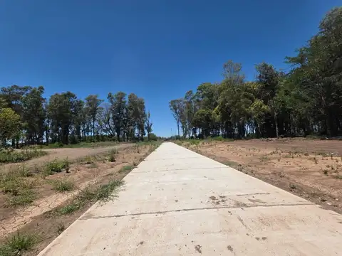 Arbolada de Longchamps. B° Parque. Espora esq Zeballos