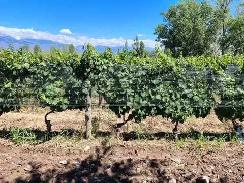 Terreno en Venta en Tunuyan, USD 587.000
