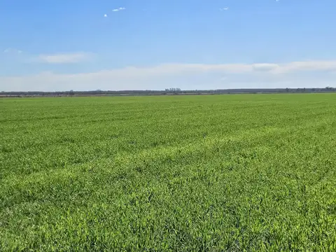 VENTA - CAMPO DE 32 HECTAREAS DE SUELO MIXTO - PIÑERO