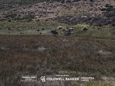 Campo en venta veranada invernada - 575 ha - Pilcaniyeu Viejo