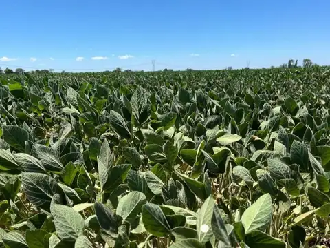 VENTA DE CAMPO AGRICOLA EN GDOR. CANDIOTI