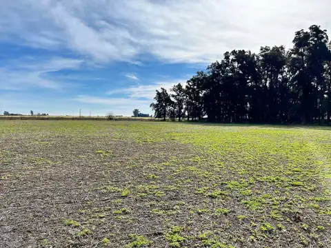 VENTA CAMPO AGRICOLA SOBRE RUTA 188 GENERAL ROJO