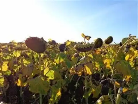 Campo  en Alquiler en La Carlota, Córdoba