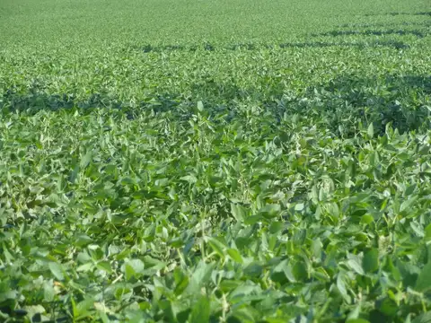 Campo en Venta de 397  ha