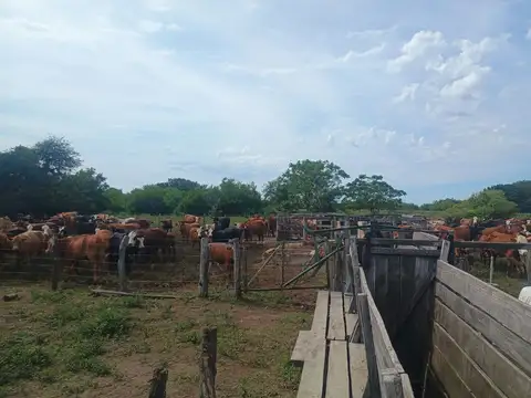 CAMPO GANADERO de 1097 HAS en San Javier