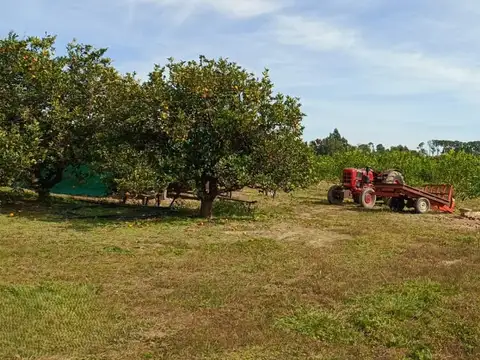 Campo en venta + casa en Bellas Vista, Corrientes