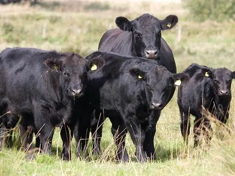 Cañuelas. 189 has de Campo mixto en venta