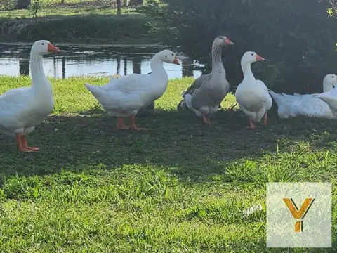 Casa en venta - 3 Dormitorios 1 Baño - 900mts2 - Ezeiza