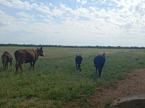 VENTA CAMPO MIXTO SERREZUELA 876 HAS