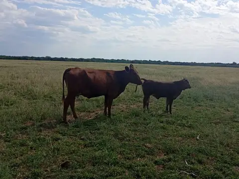 VENTA CAMPO MIXTO SERREZUELA 876 HAS