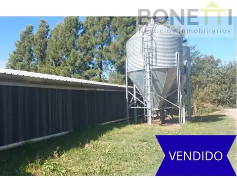 Destacada granja avícola especializada en la producción de 140.000 pollos parrilleros