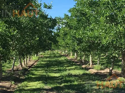 Venta Chacra General Roca 7.5Ha