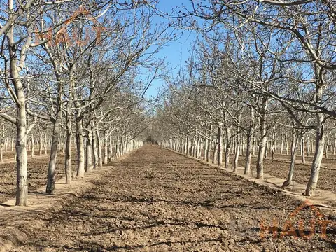 Venta Chacra General Roca-7.4 Ha Producción de Nogales