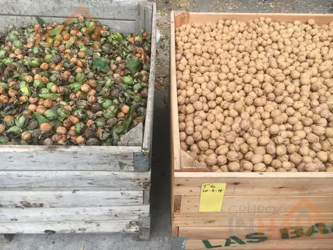 Venta Chacra General Roca-7.4 Ha Producción de Nogales