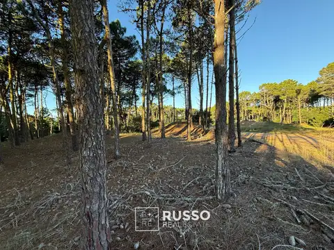 Bosques