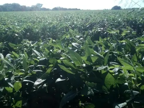 CALCHAQUI SANTA FE 100