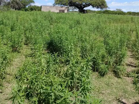 VENTA 17Hs CAMPO CAÑADA DE RIO PINTO CORDOBA