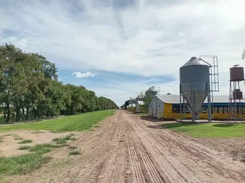 Pedernales 25 de Mayo Buenos Aires