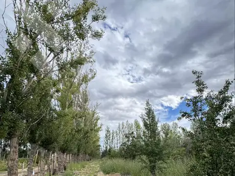 En Venta | Chacra en Allen | 6 Has
