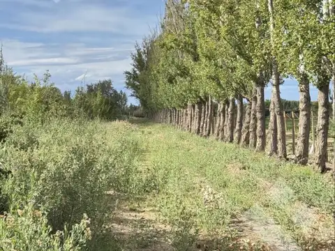 En Venta | Chacra en Allen | 6Has con Acceso a Ruta 65