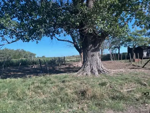 Campo de 9 has con arroyo y molino, muy pintorezco.