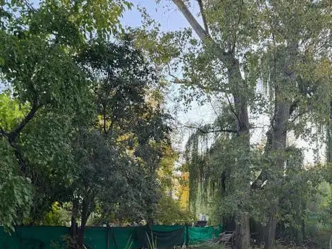 Darragueira y Orsini 71