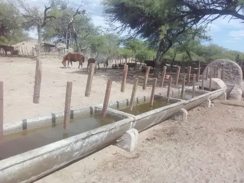 Campo en Venta Ganadero
