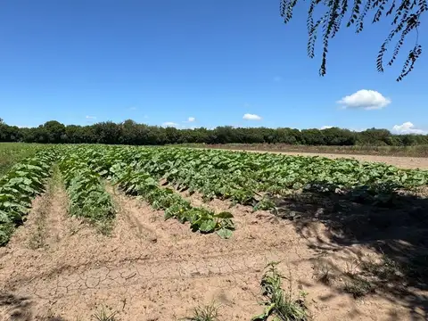 colonia caroya  calle.136