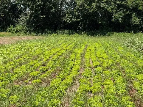 VENTA 6.5 HECTAREAS TRABAJADAS COLONIA CAROYA