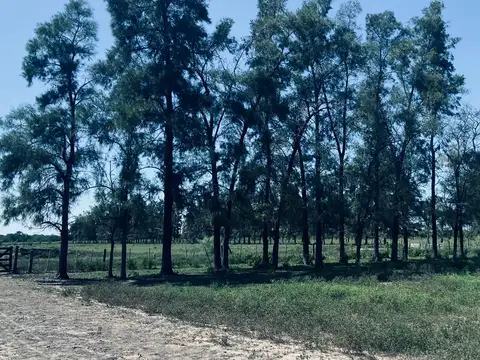 VENTA CAMPO 800 HA TIROL