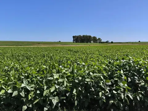 Venta de Campo Agrícola en Soriano