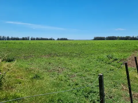 Campo 81 hectáreas, Miramar, Gral. Alvarado