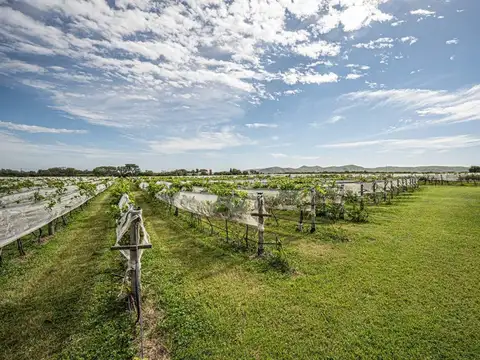 CASA BODEGA 866 M2 -  VIÑEDO 11 HECTAREAS
