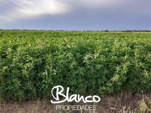 WINIFREDA - LA PAMPA -