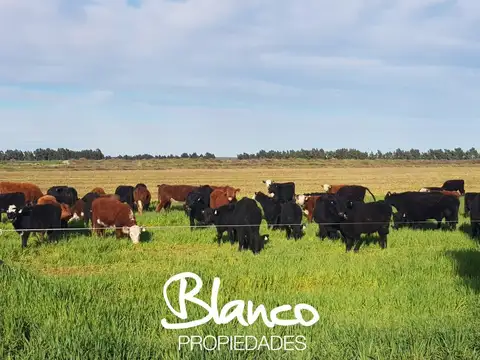 WINIFREDA - LA PAMPA -