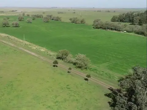 Ruta