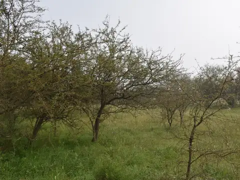 Terreno Ideal Para Oportunidad De Inversión.