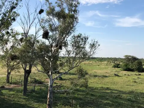 Santiago del estero campo