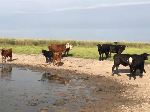 Santiago del estero campo