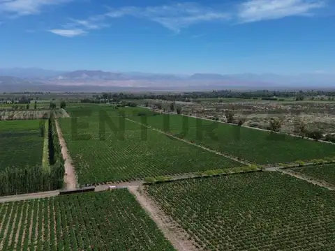 Bodega en Venta Lavalle Mendoza