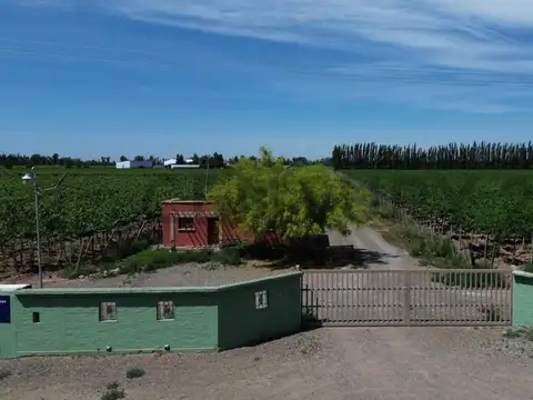 Bodega en Venta Lavalle Mendoza