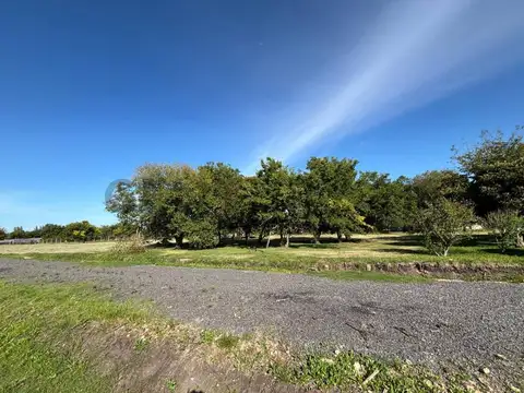 146 e 454 y 446