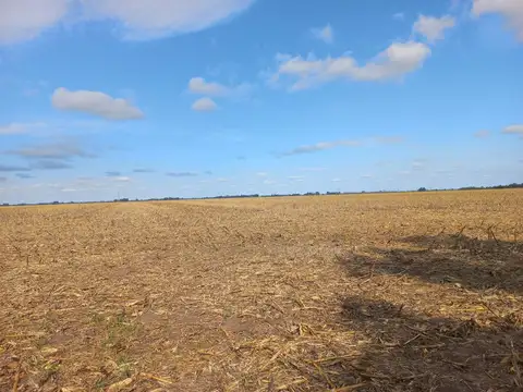 VENTA - CAMPO 52 HECTAREAS- FIGHIERA