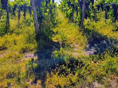CAMPO EN VENTA LA PEGA LAVALLE