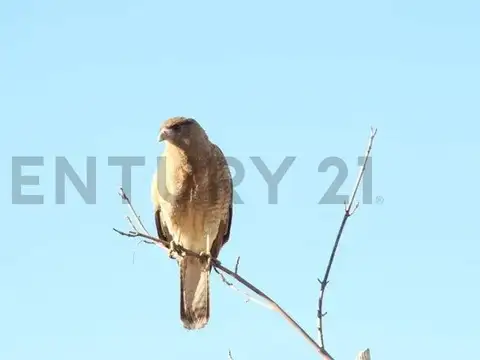 Terreno en Venta en Las Casuarinas, USD 22.000