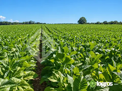 Campo de 26 ha bajo riego en Pampa Blanca | Valle de los Pericos | Jujuy